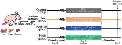 Effect of Porcine Clostridium perfringens on Intestinal Barrier, Immunity, and Quantitative Analysis of Intestinal Bacterial Communities in Mice